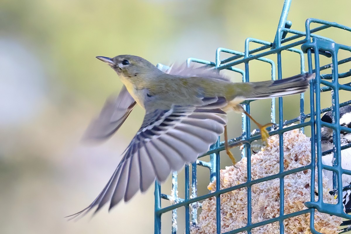 Pine Warbler - ML542289161