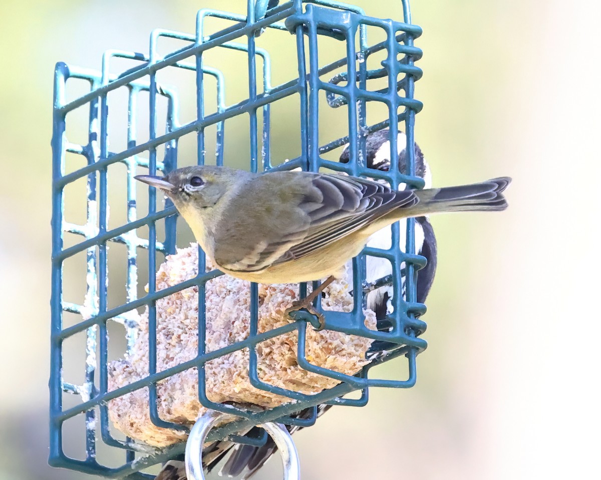 Pine Warbler - ML542289171