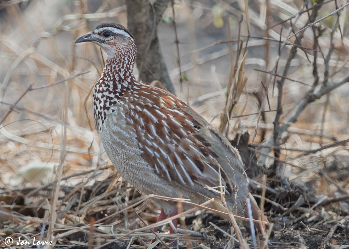 Crested Francolin (Crested) - Jon Lowes