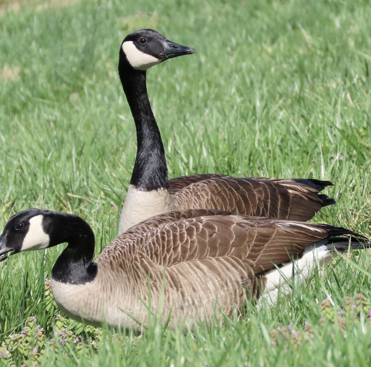 Canada Goose - ML542289721