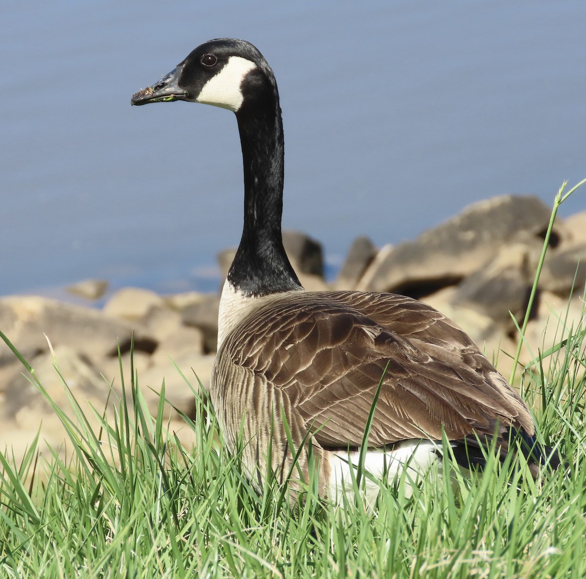 Canada Goose - ML542289731