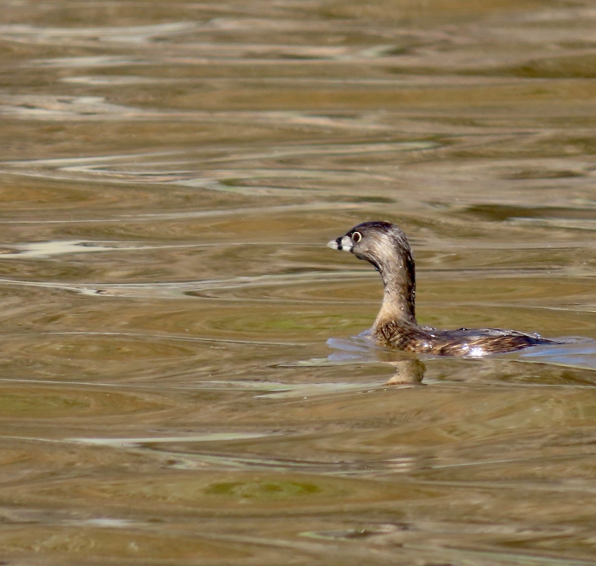 Pied-billed Grebe - ML542289761