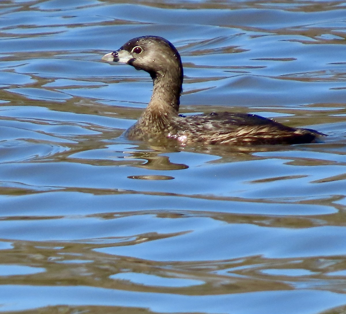 Pied-billed Grebe - ML542289771