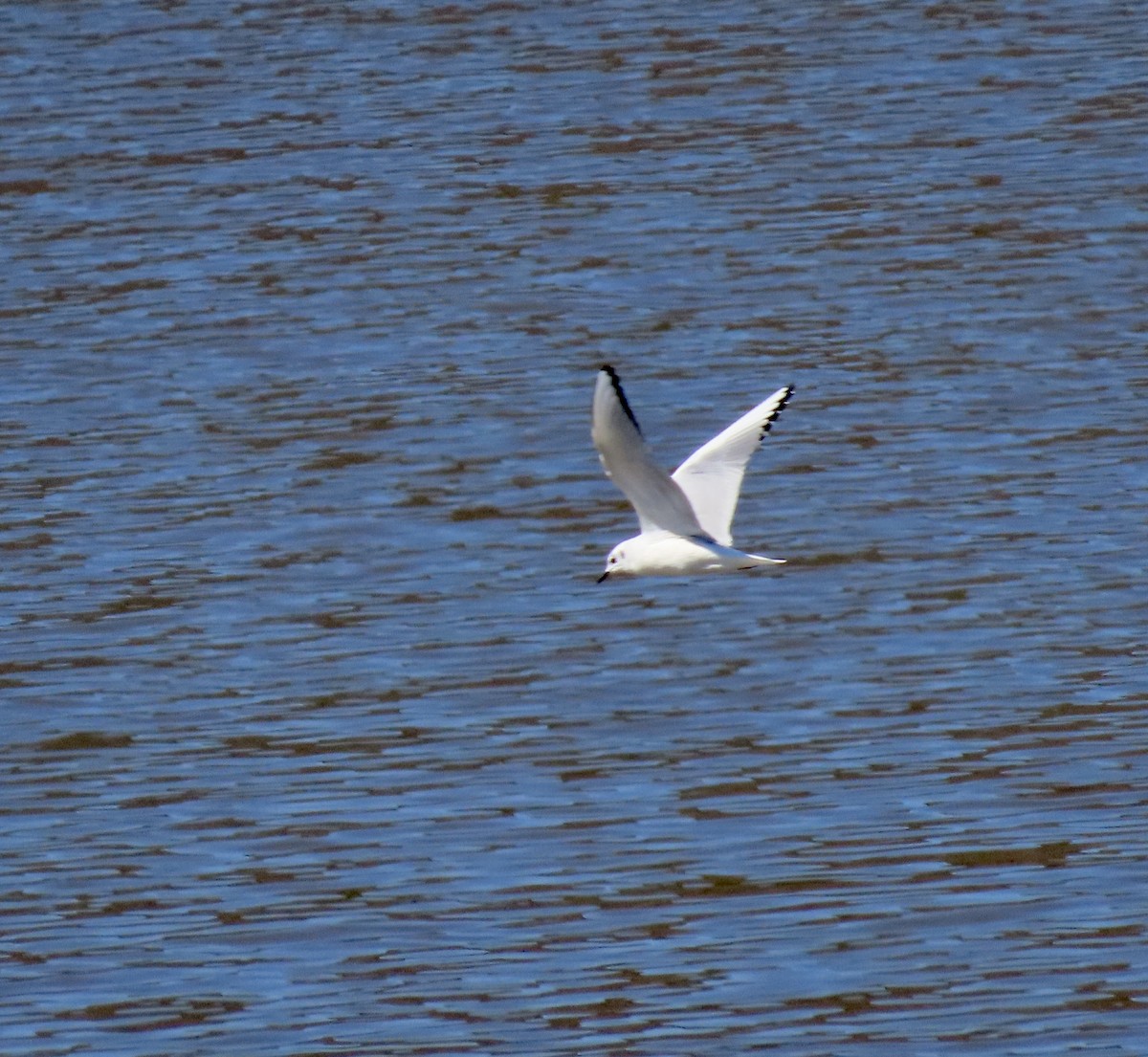 Mouette de Bonaparte - ML542289821