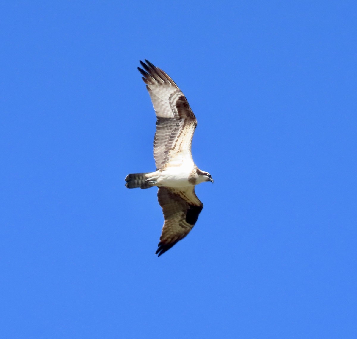 Osprey - ML542289981