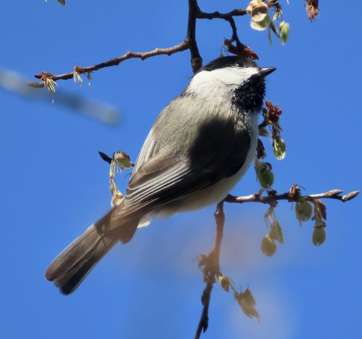 Carolina Chickadee - ML542290001