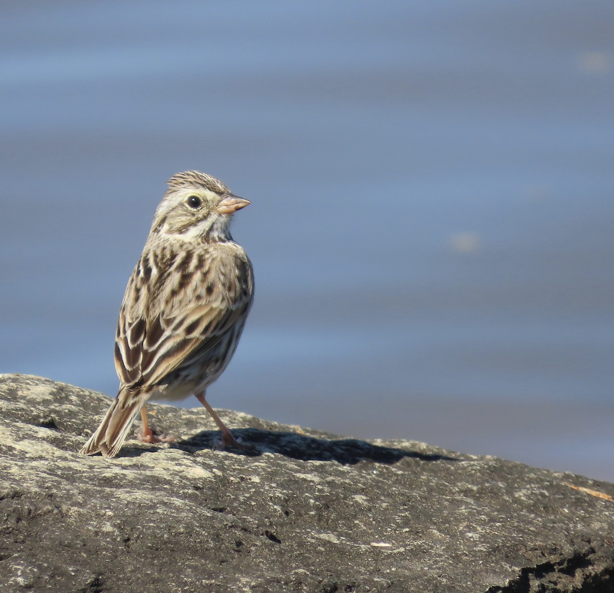 Savannah Sparrow - ML542290051