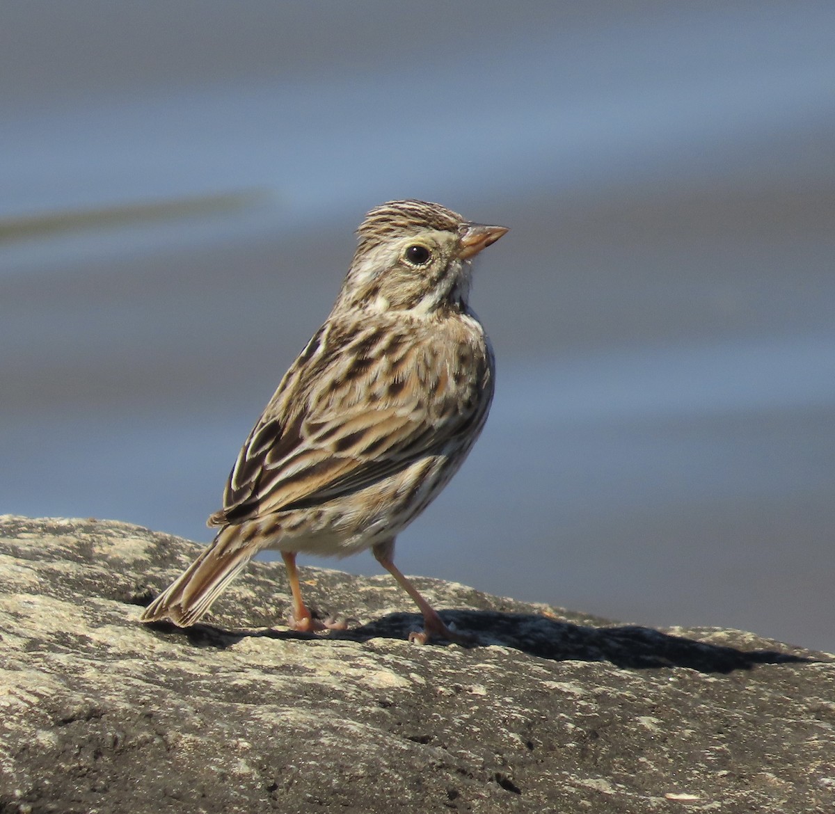 Savannah Sparrow - ML542290071