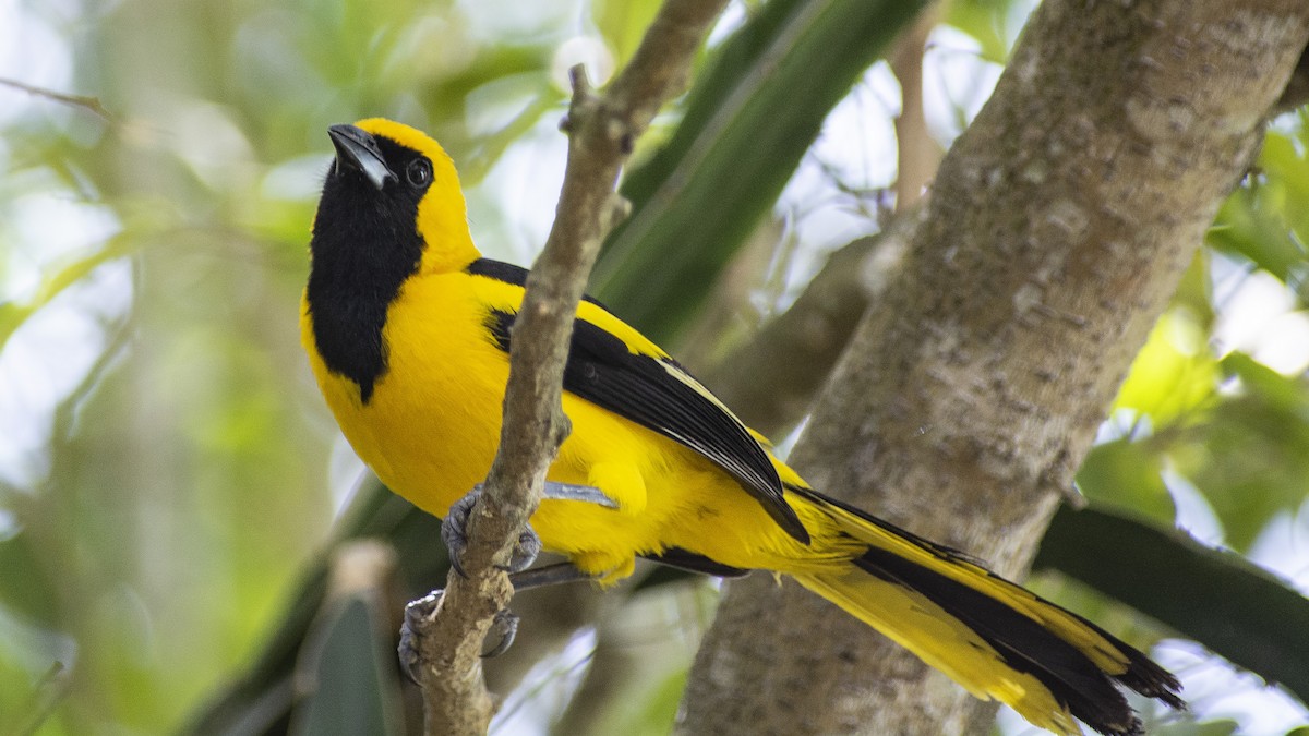 Yellow-tailed Oriole - ML542290201