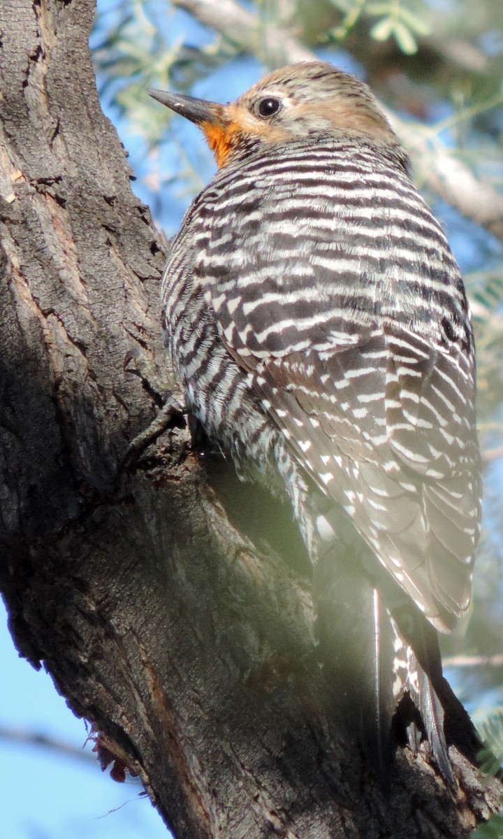 Williamson's Sapsucker - ML54229041