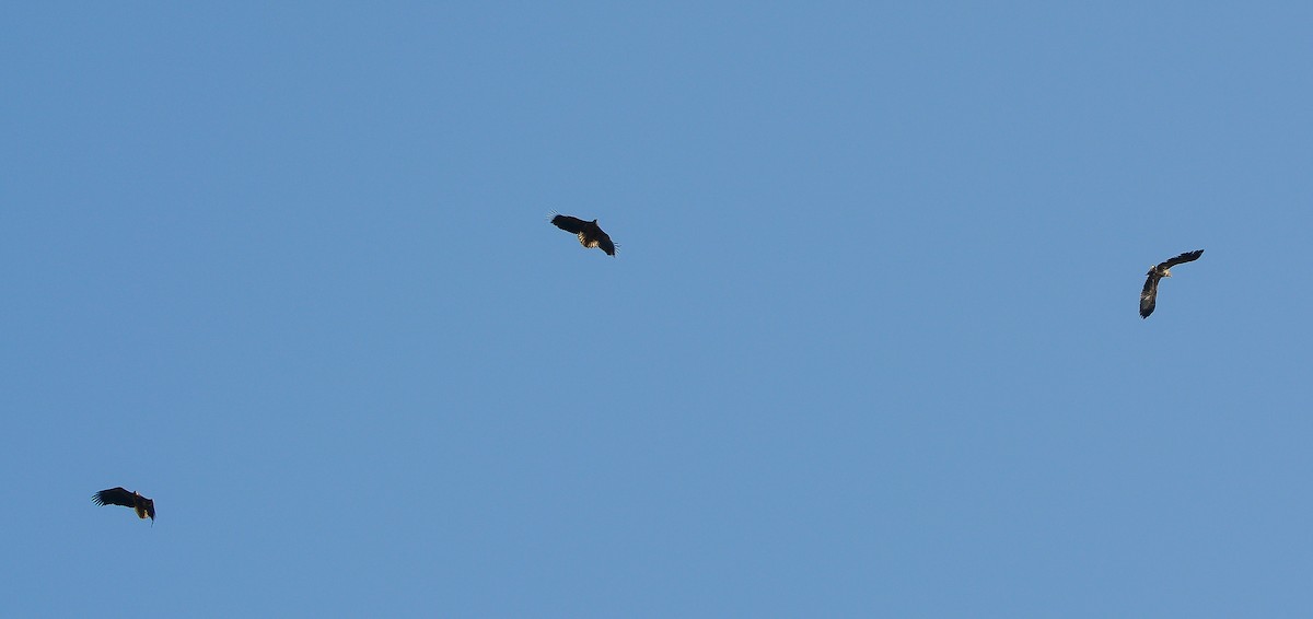 White-tailed Eagle - ML542291961