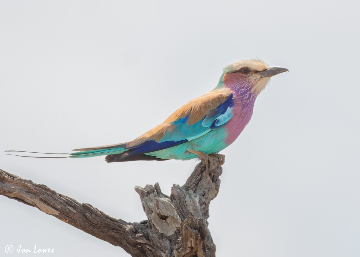 mandelík fialovoprsý (ssp. caudatus) - ML542293021