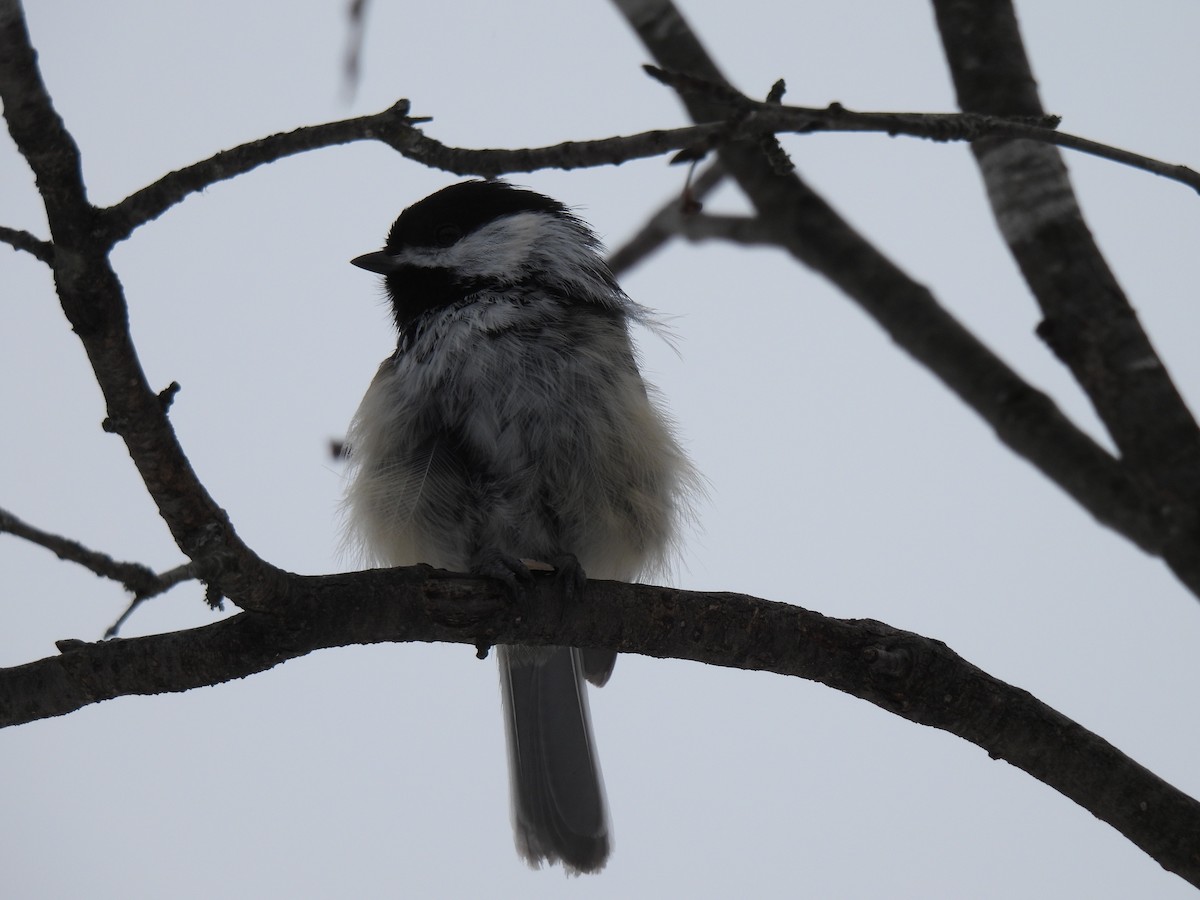 Black-capped Chickadee - ML542297501