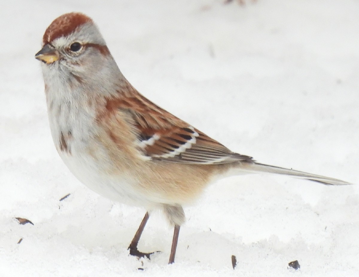 American Tree Sparrow - ML542298231