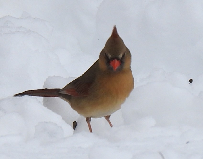 Northern Cardinal - ML542298521