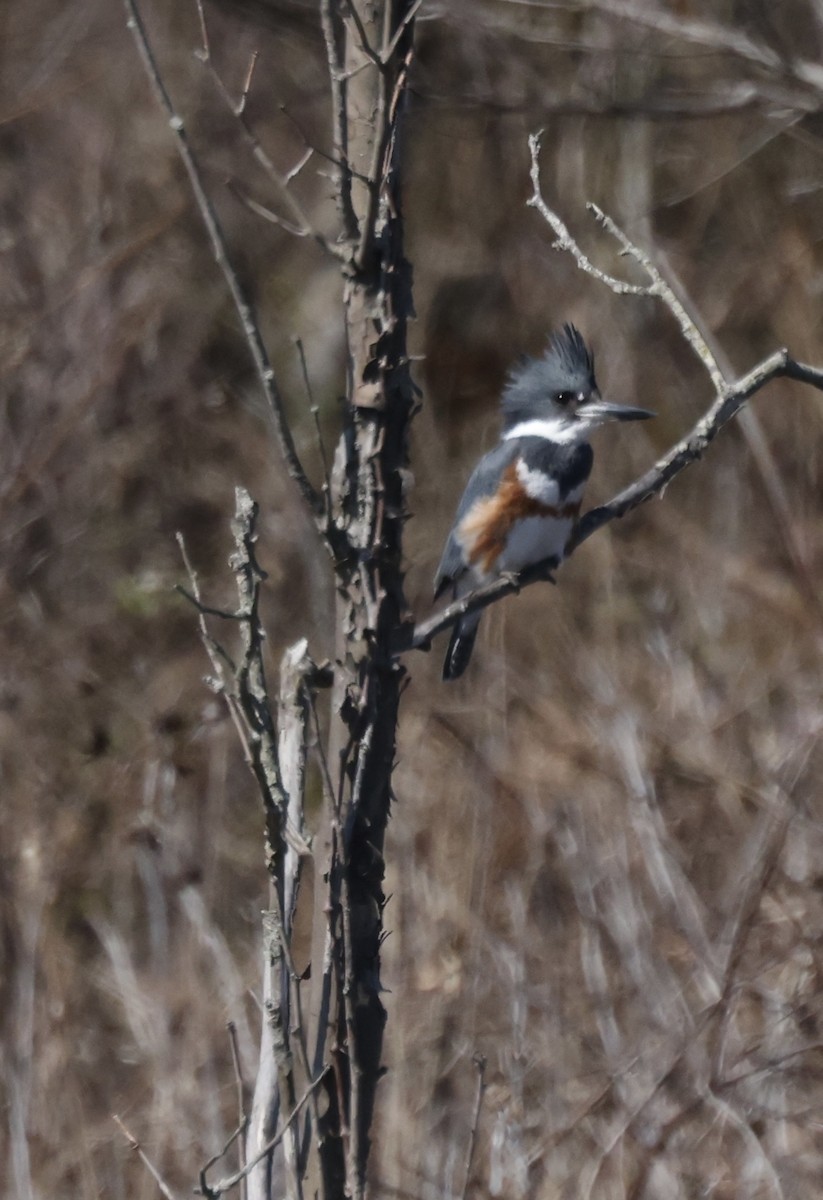 Belted Kingfisher - ML542300121