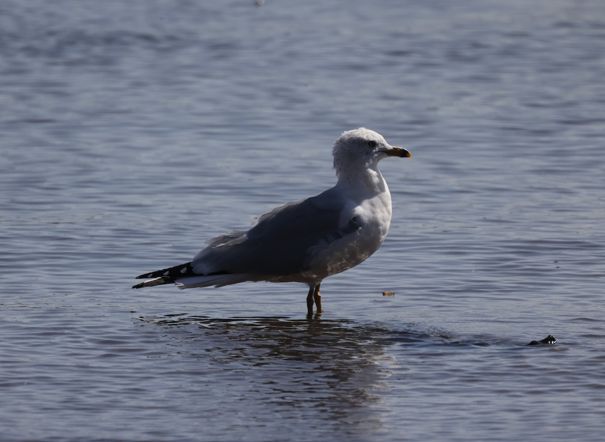 Ring-billed Gull - ML542302031