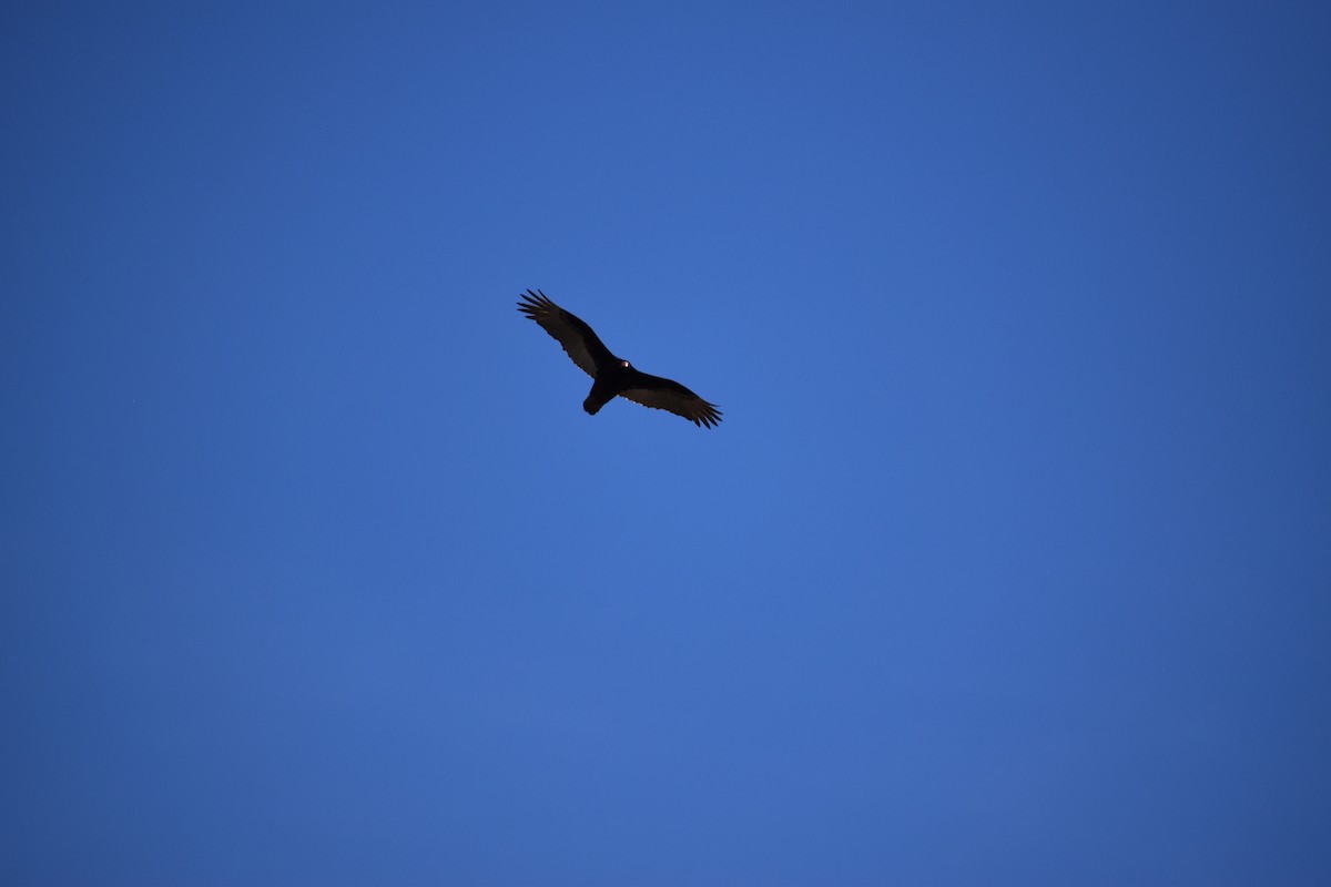 Turkey Vulture - ML542302711