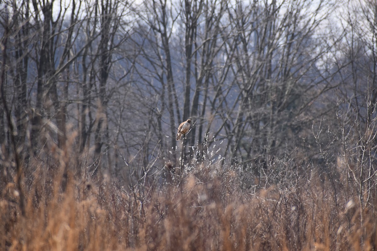 Red-shouldered Hawk - ML542302851