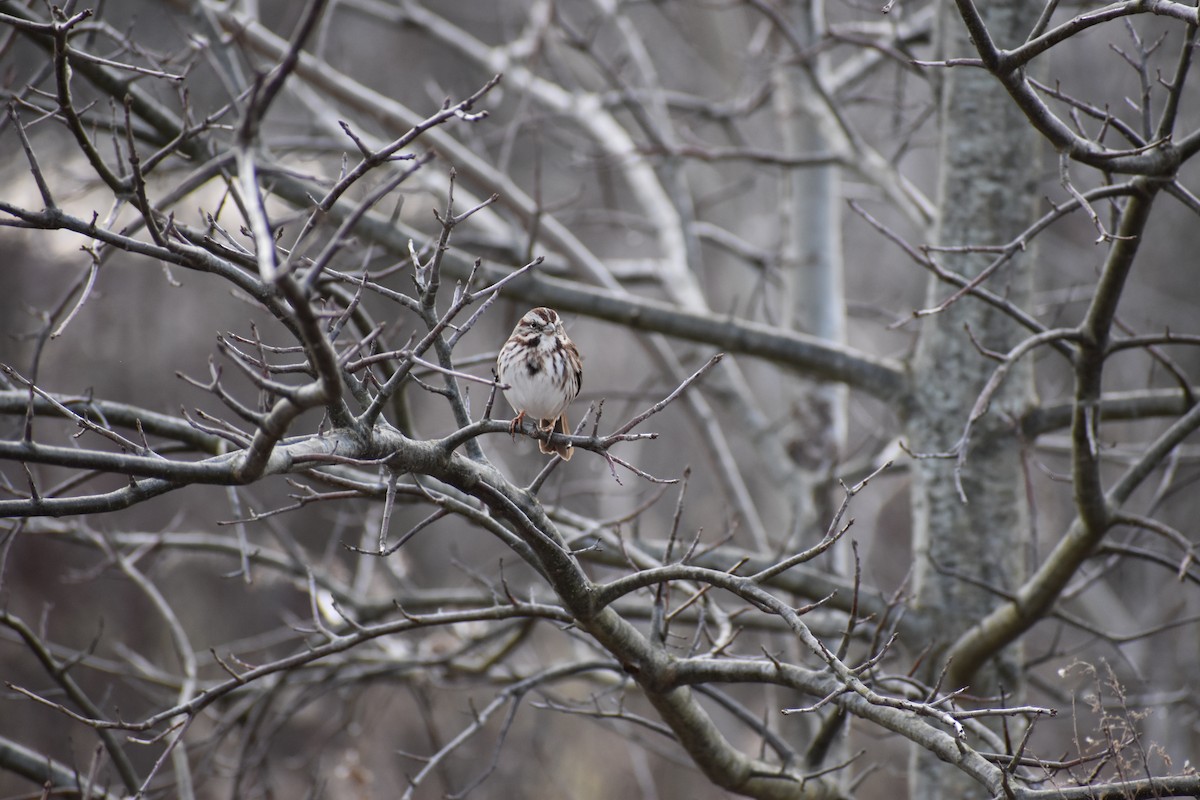 Song Sparrow - ML542303271