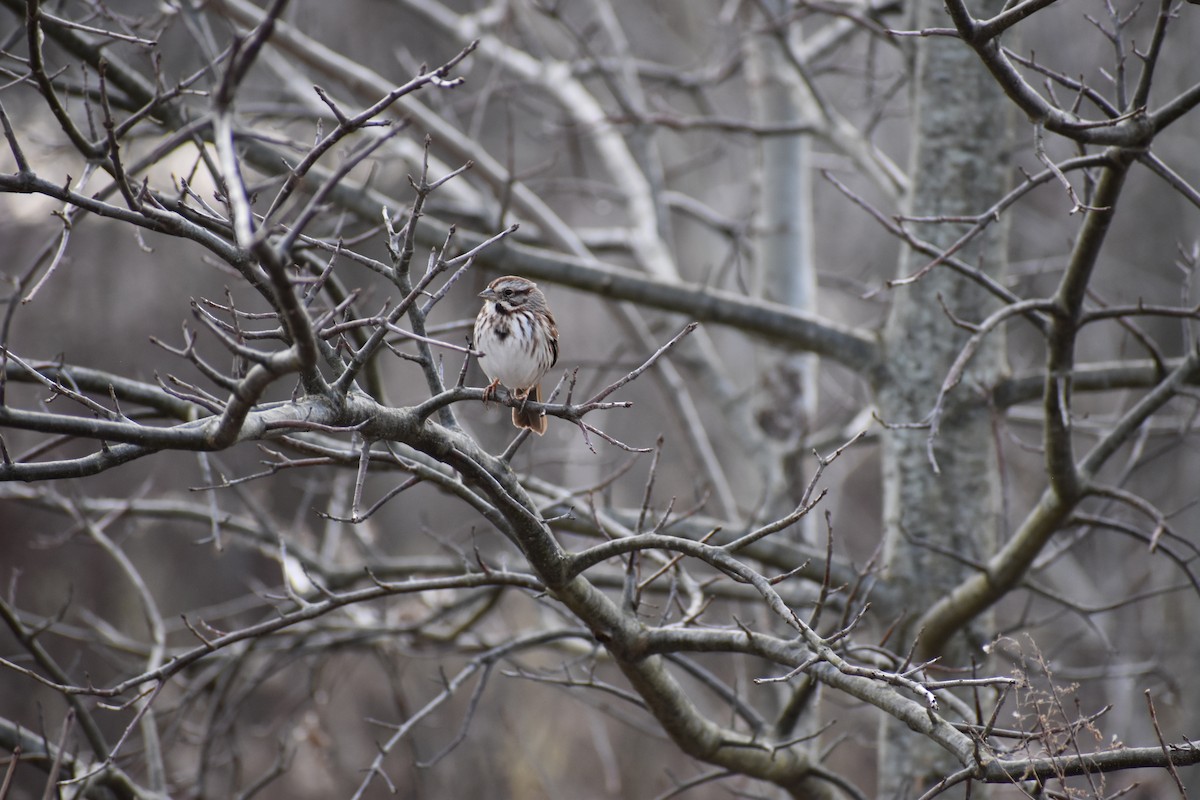 Song Sparrow - ML542303291