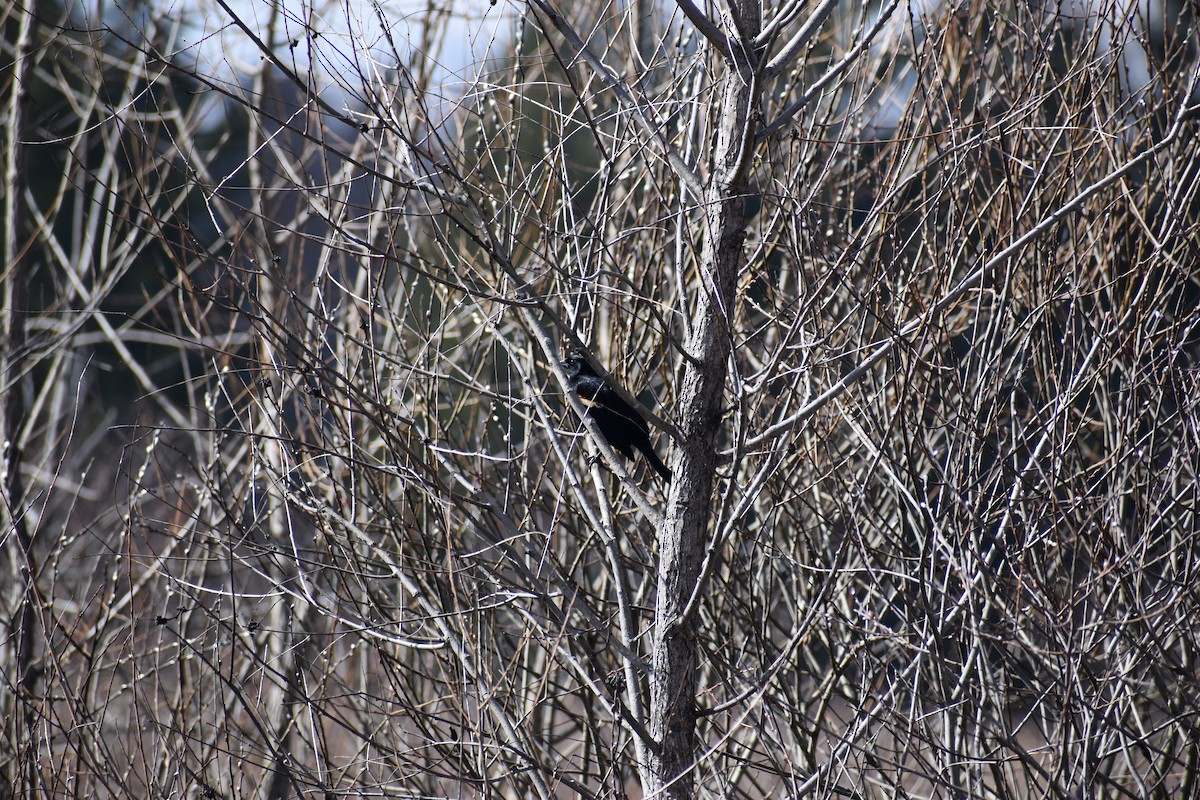 Red-winged Blackbird - ML542303361