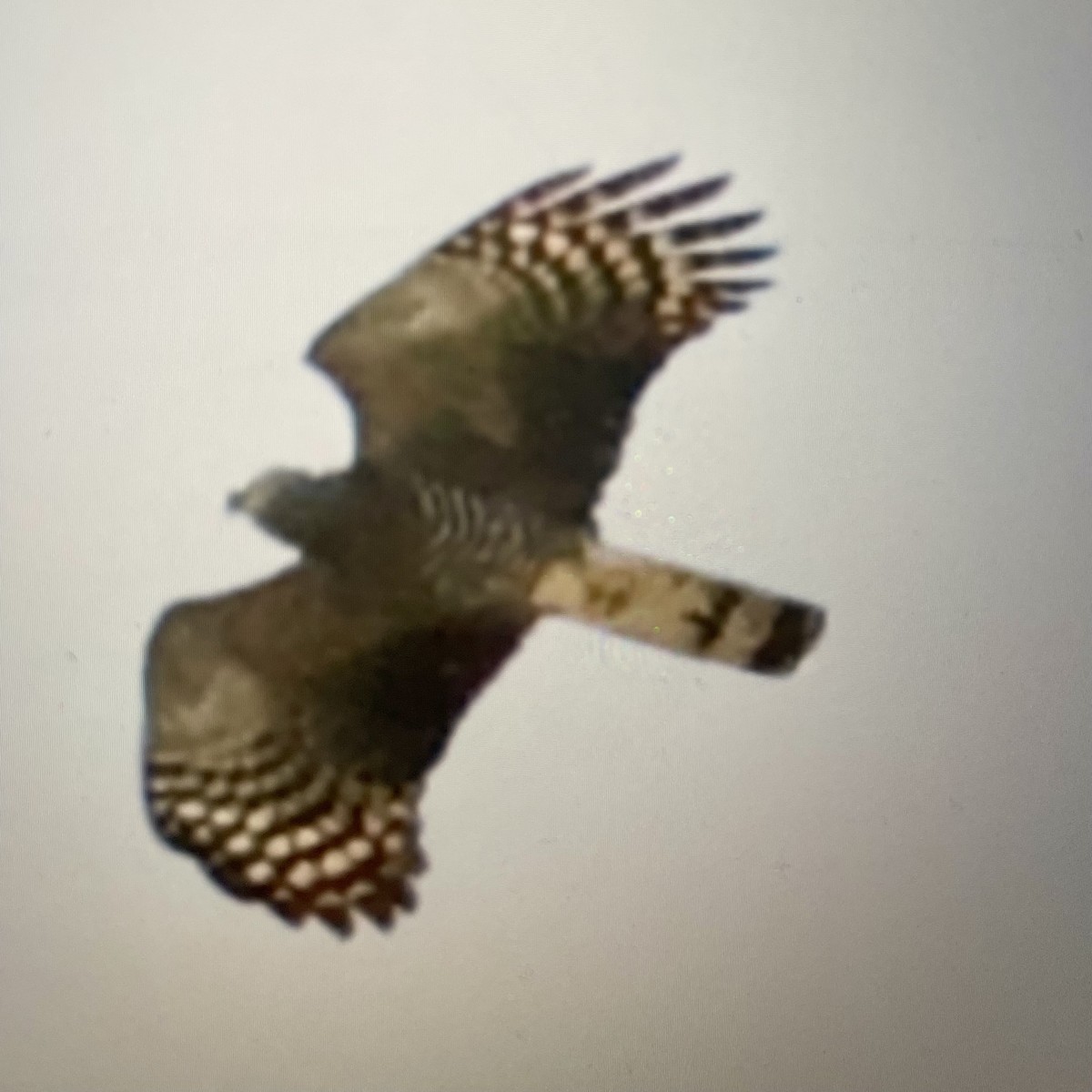 Hook-billed Kite - ML542303601