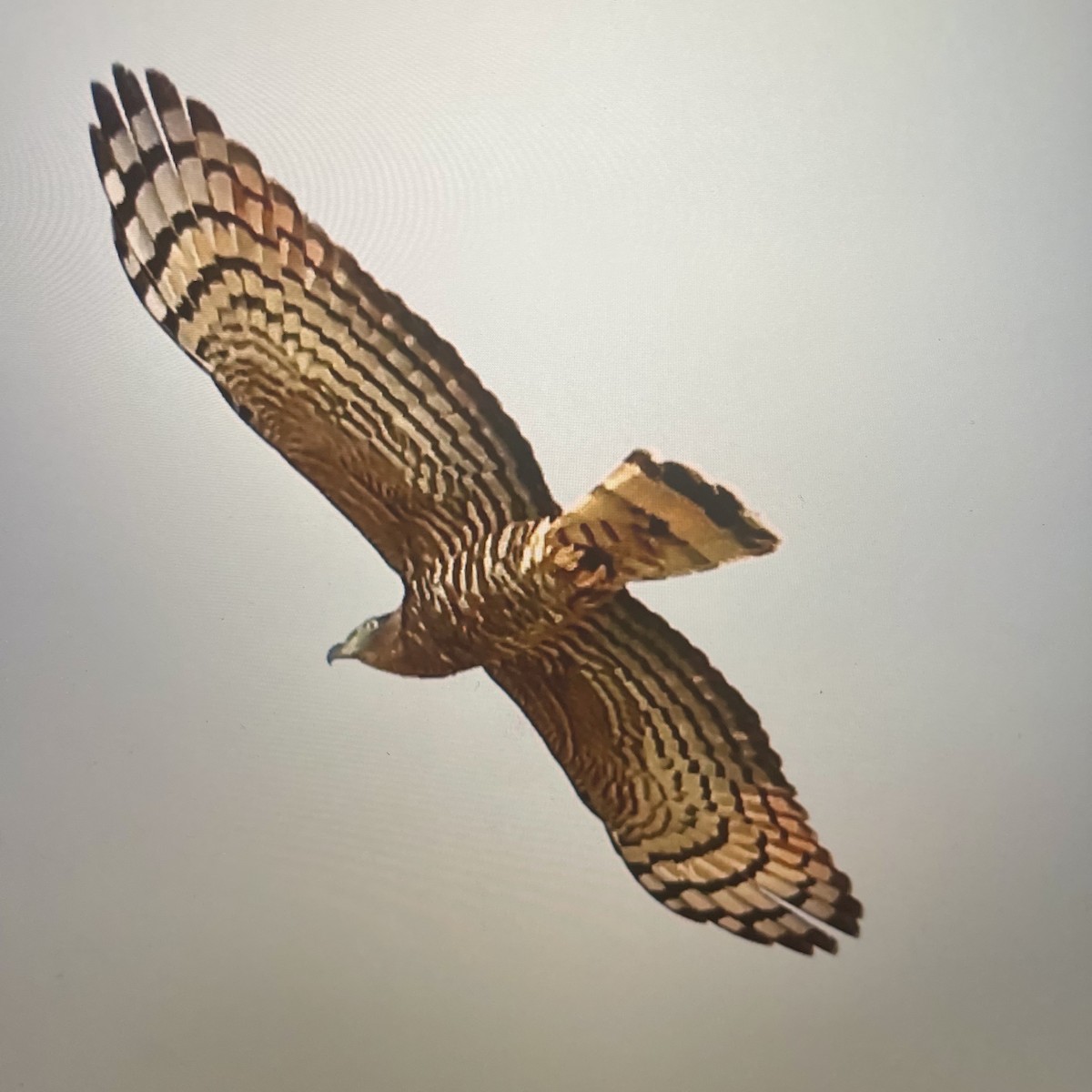 Hook-billed Kite - ML542303611