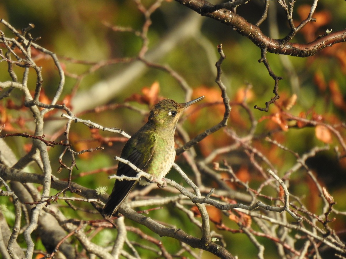 Green-backed Firecrown - ML542304901