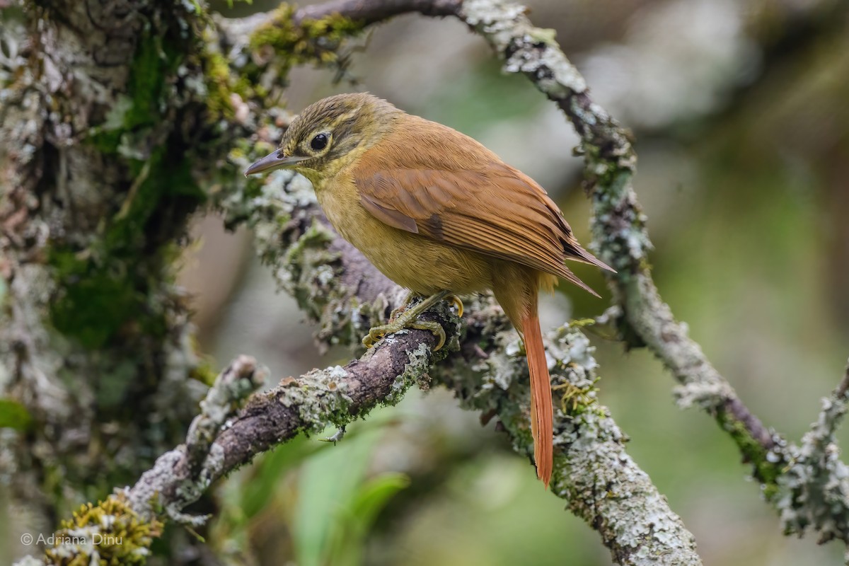 Montane Foliage-gleaner - Adriana Dinu