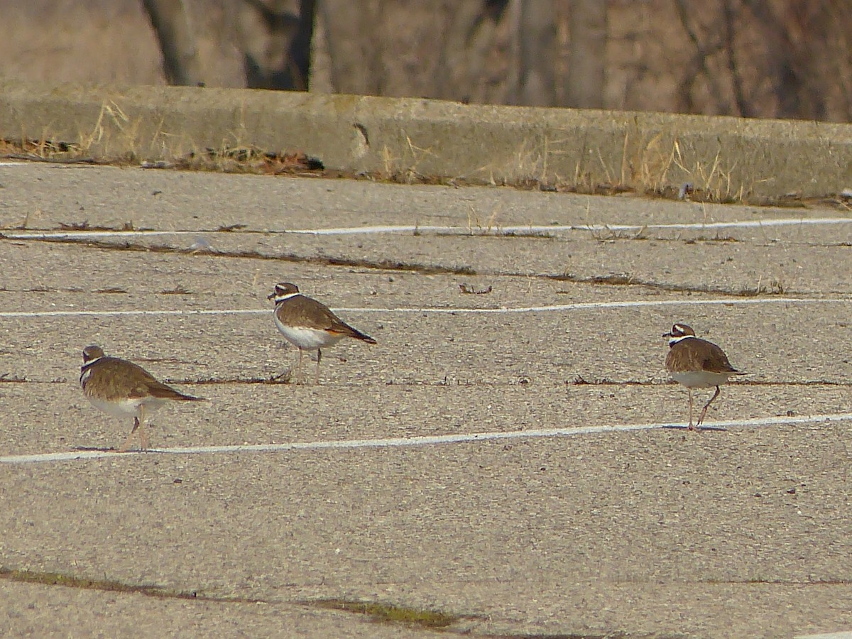 Killdeer - ML542308291