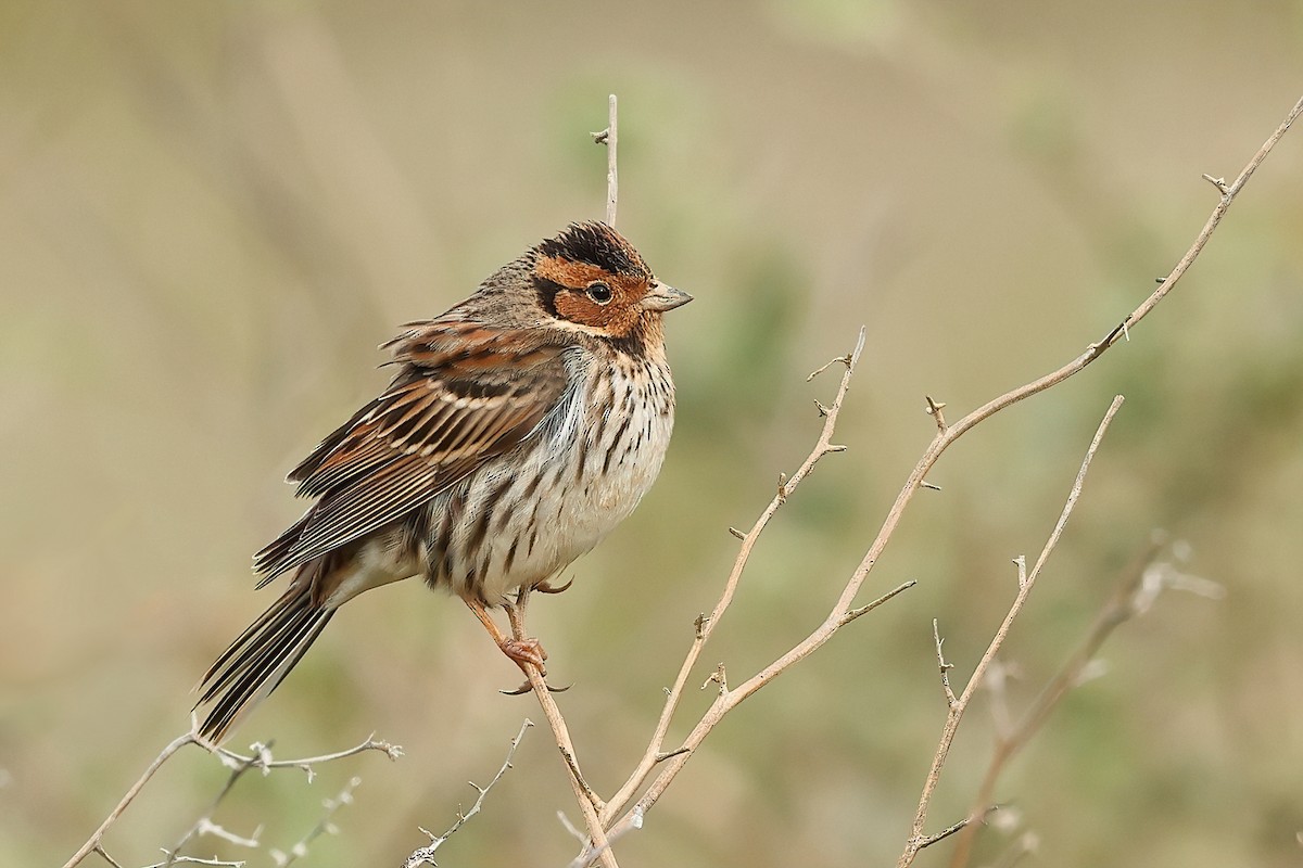 Little Bunting - ML542308571