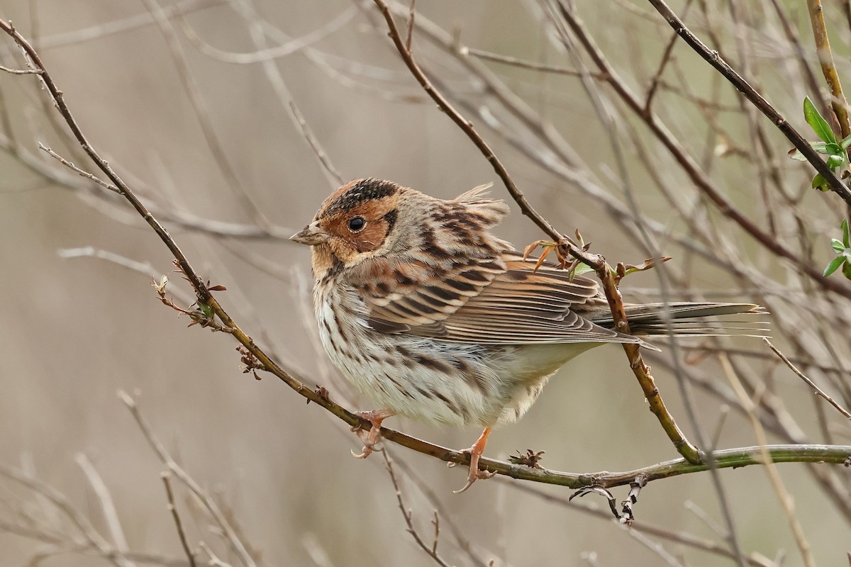 Little Bunting - ML542308851