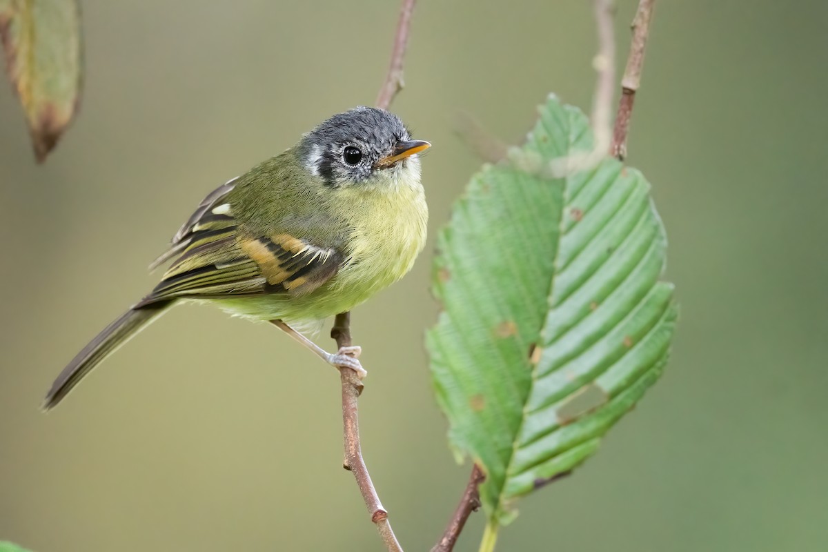 Variegated Bristle-Tyrant - Ben Lucking
