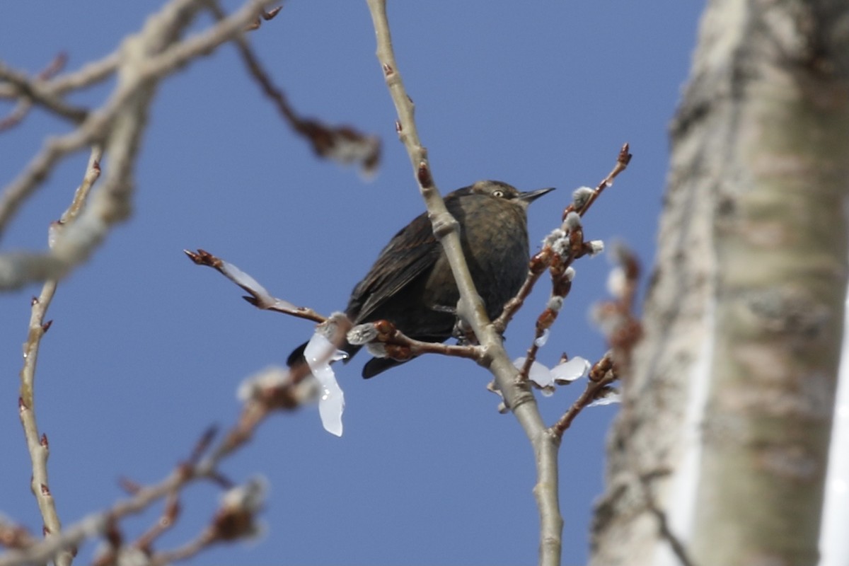 Rusty Blackbird - ML542311411