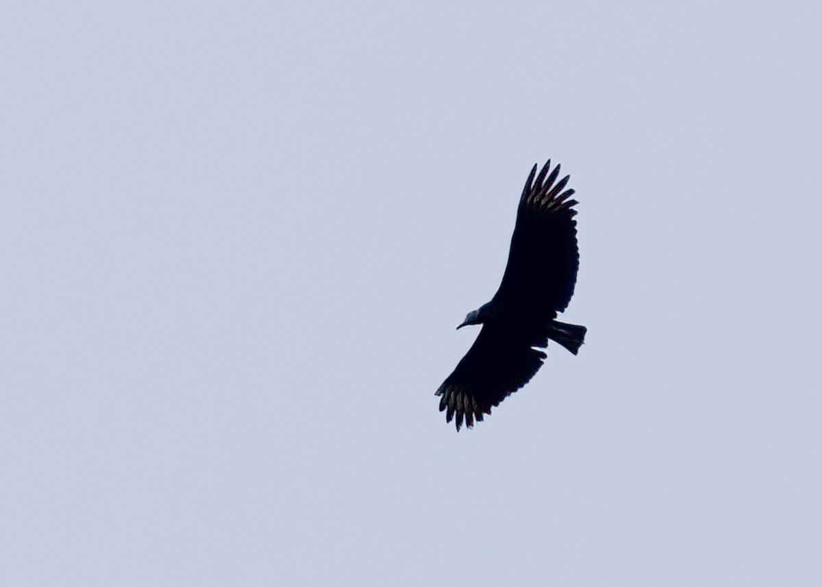 Black Vulture - ML542311711