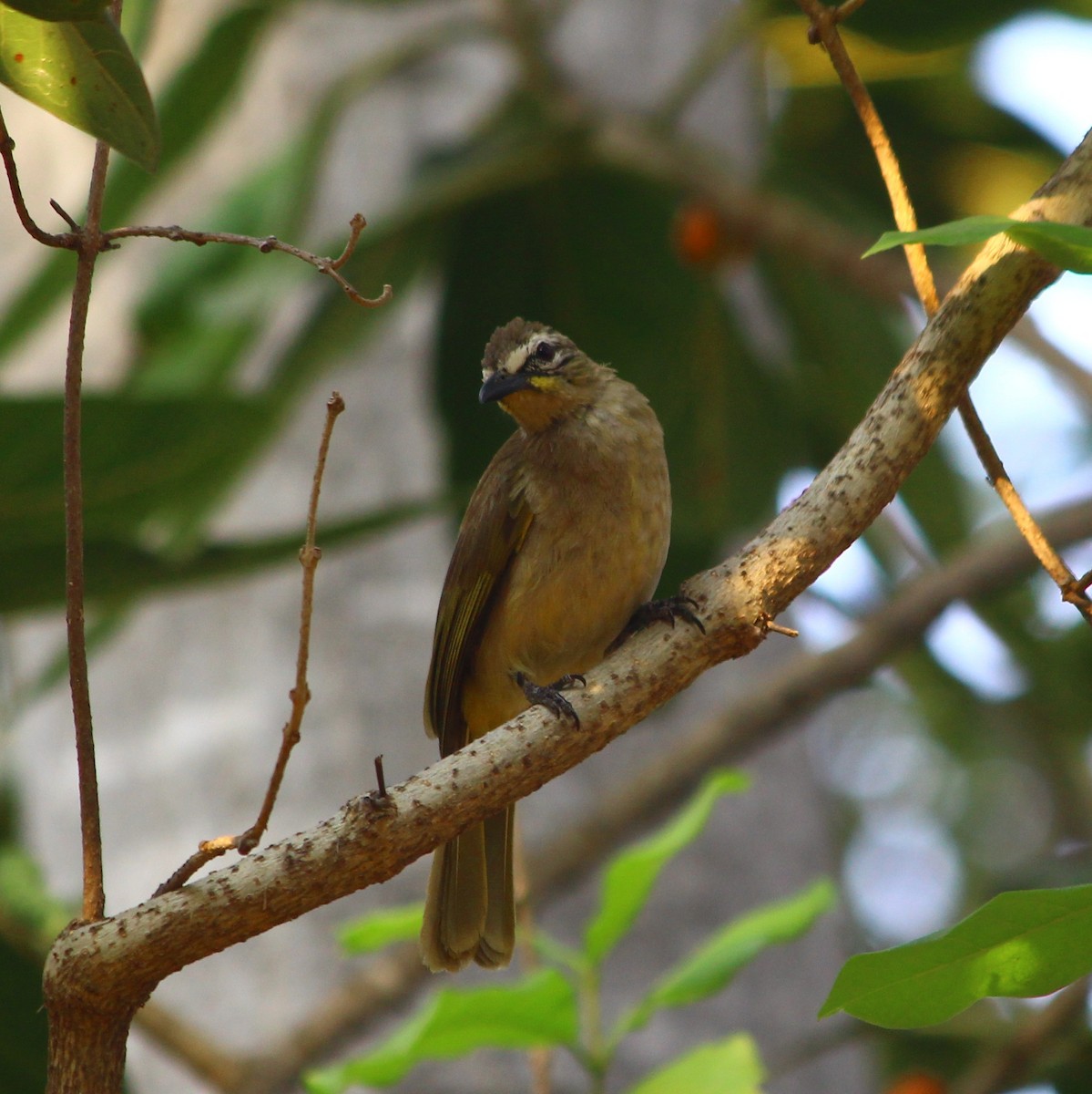 Bulbul Cejiblanco - ML54231221