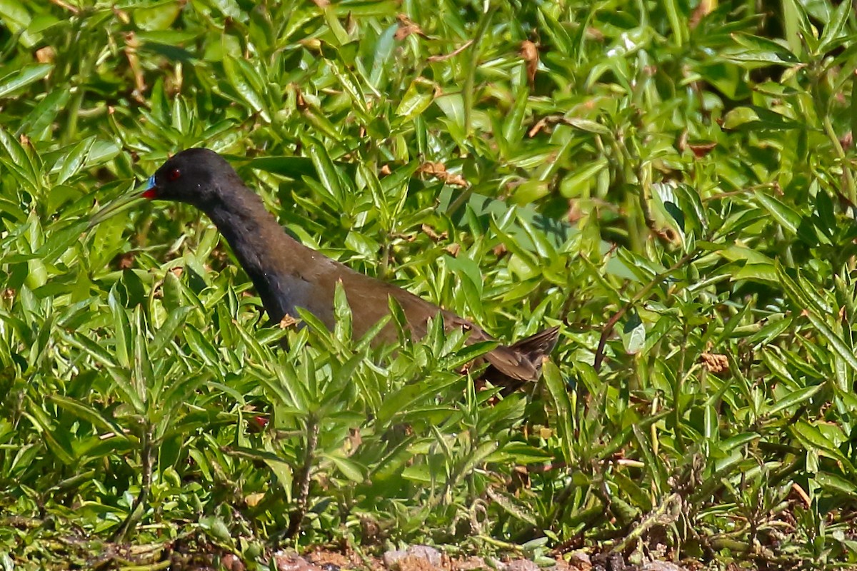 Plumbeous Rail - ML542312301