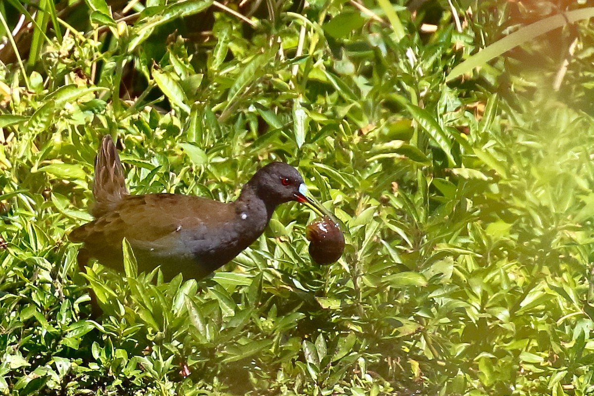 Plumbeous Rail - ML542312311