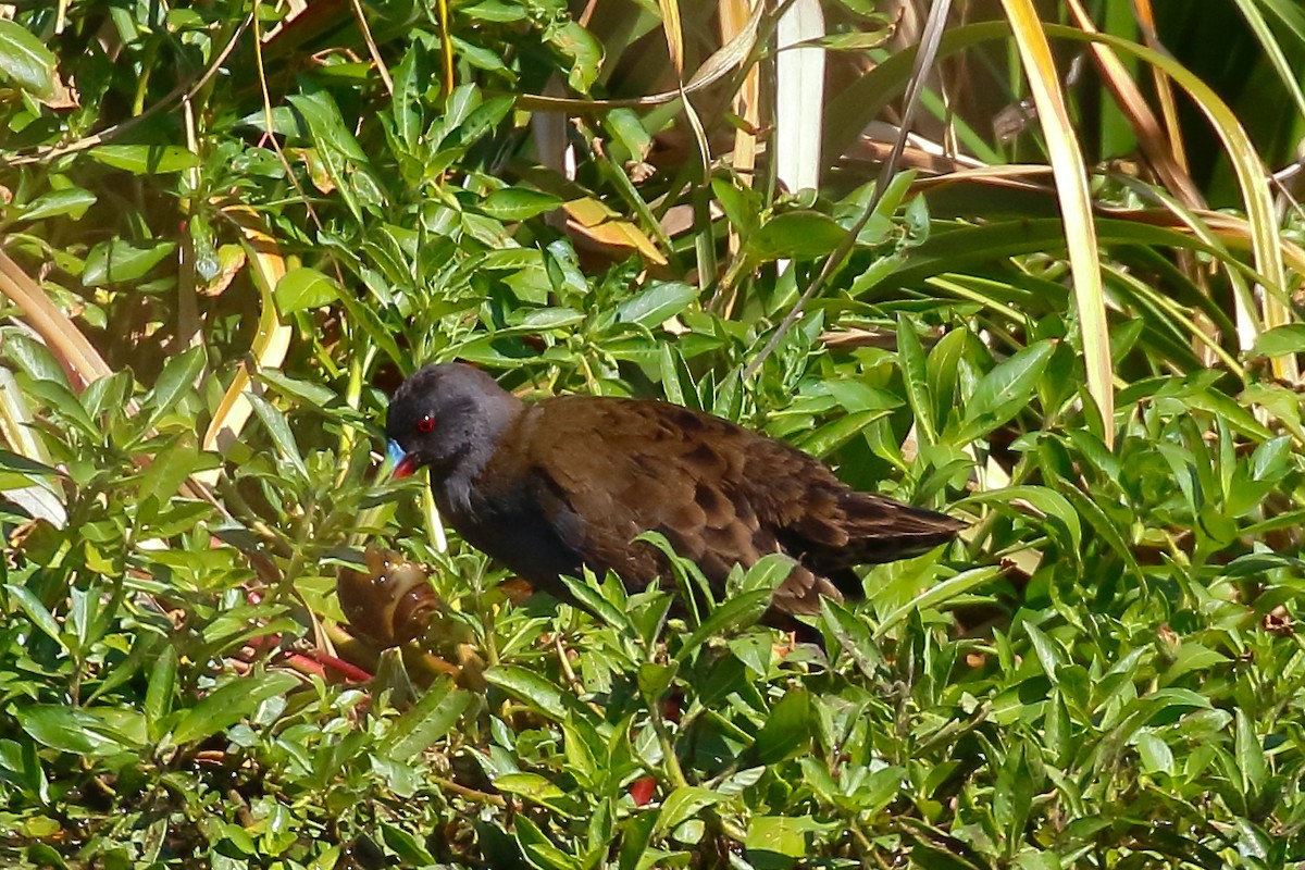 Plumbeous Rail - ML542312321