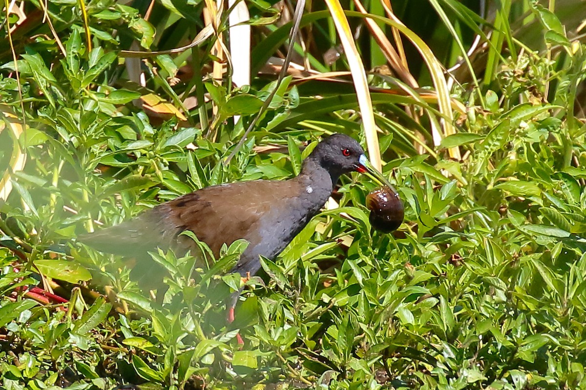 Plumbeous Rail - ML542312331