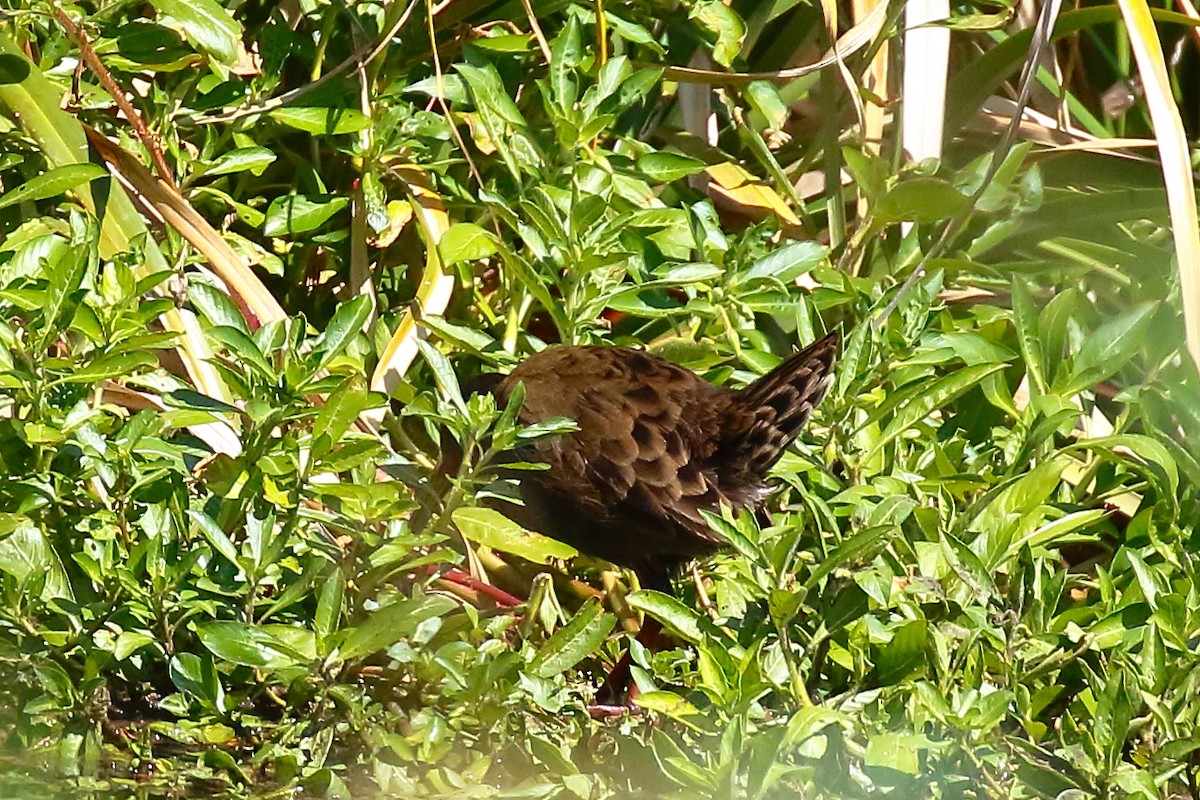 Plumbeous Rail - ML542312341