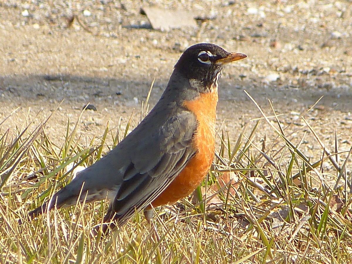 American Robin - ML542312351