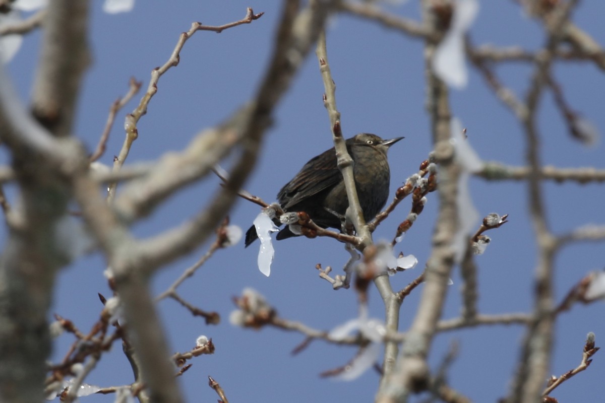 Rusty Blackbird - ML542312971