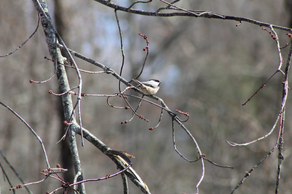 Black-capped Chickadee - ML542313151