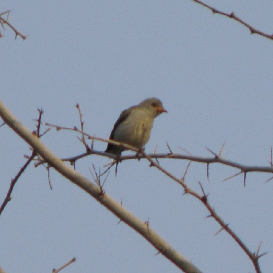 Pale-billed Flowerpecker - ML54231361