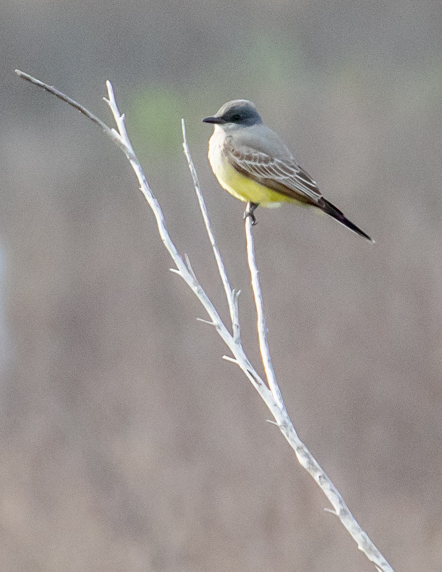 Cassin's Kingbird - Chris Tosdevin