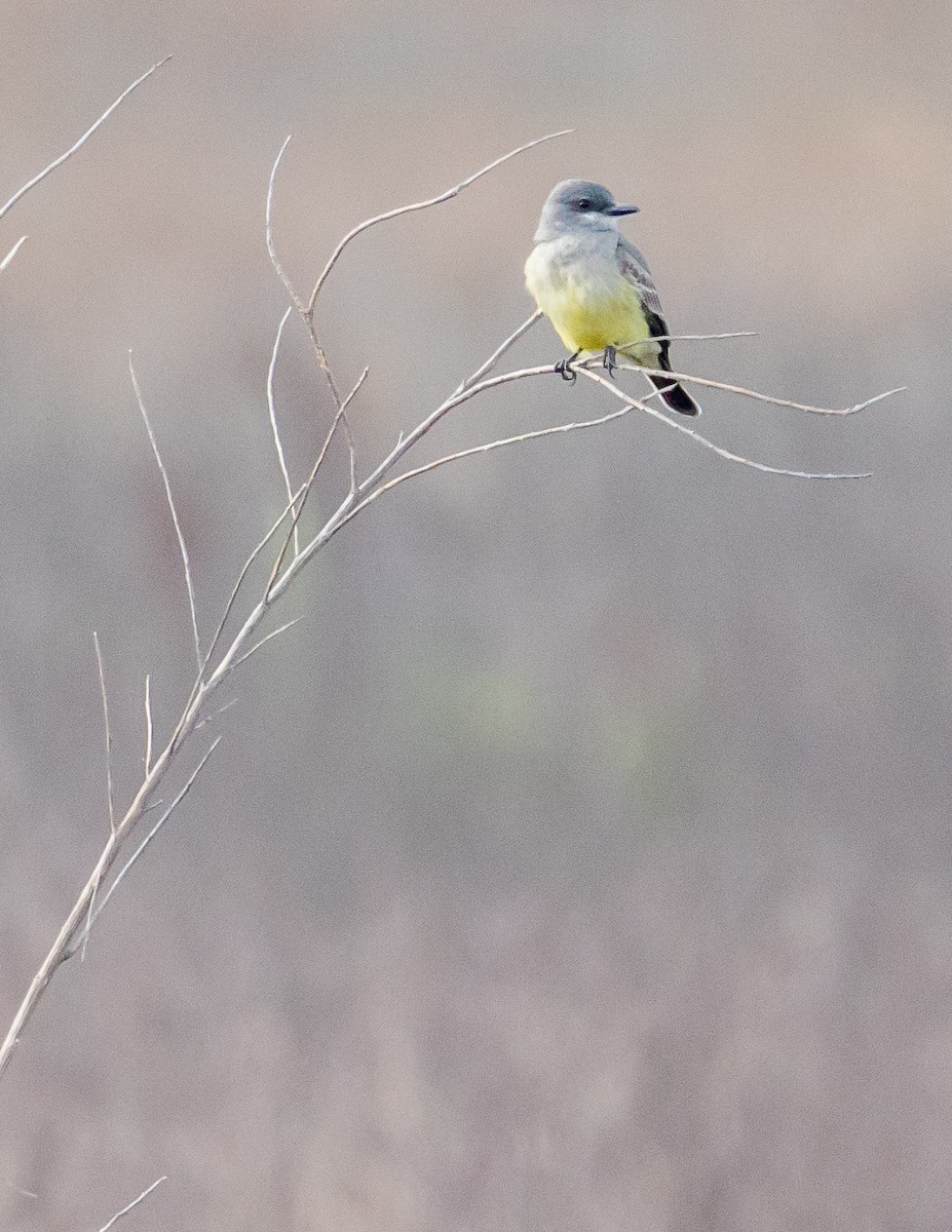 Cassin's Kingbird - ML542314261