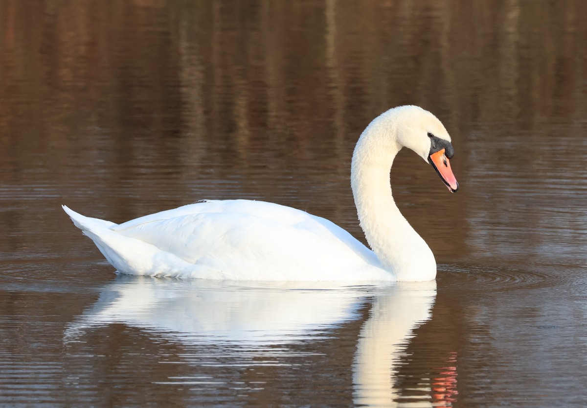 Mute Swan - ML542314311