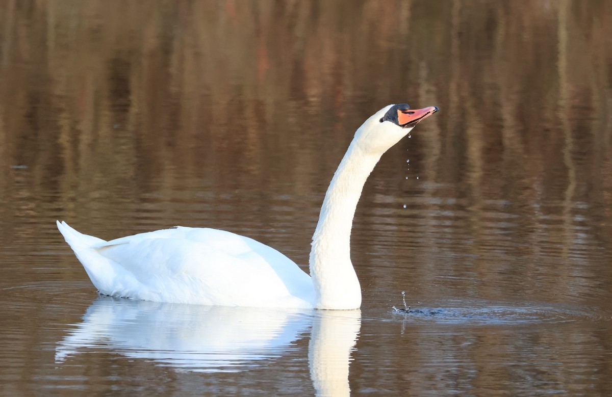 Mute Swan - ML542314371